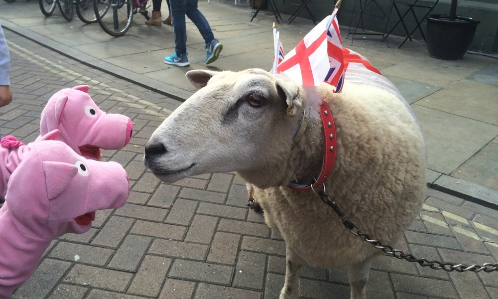 Dort treffen die Schweine Amy, the sheep, die dort Gras kaufen will. 