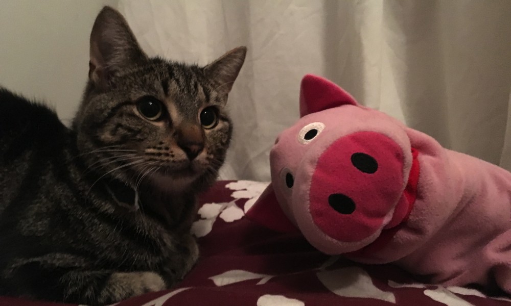 Bei den Gastgebern verbringen die Schweine einen lustigen Abend.