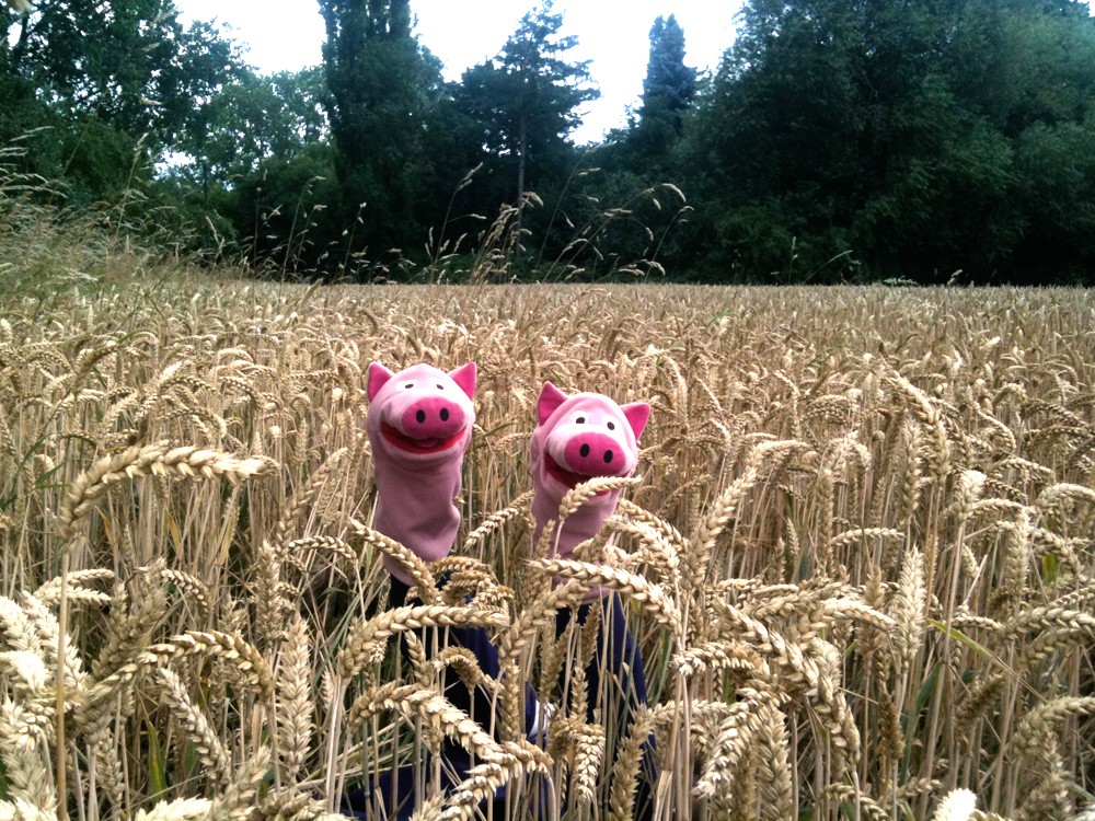 Auf dem Weg zum Rhein wurde erst einmal ausgiebig in einem Kornfeld gespielt.