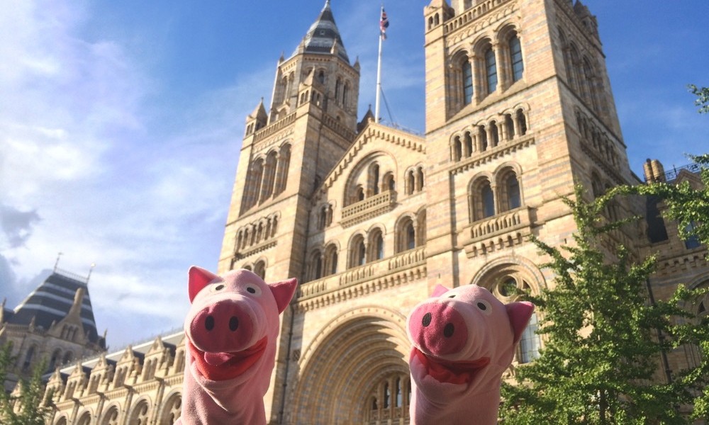 Später gehen die Schweine ins Naturkundemuseum.