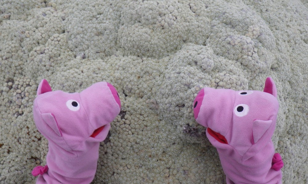 Auch hier kann man sich über die Vegetation nur wundern.