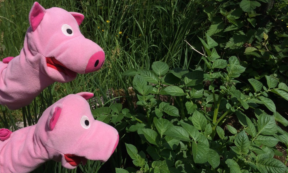 Aaah, wie schön! Im Gemüsegarten gedeiht alles!