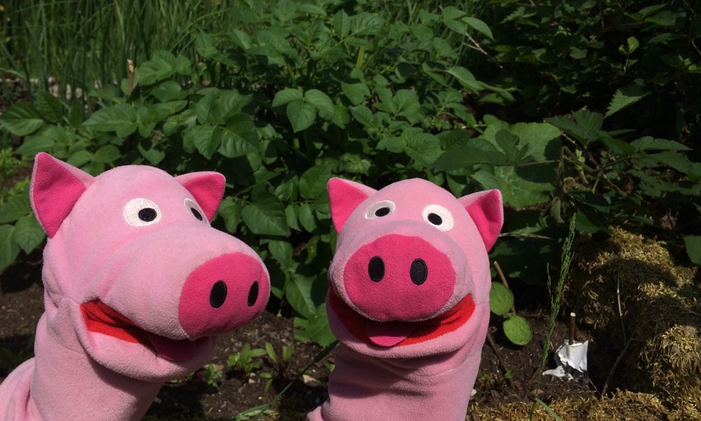 Kartoffelpracht wohin das Auge blickt!