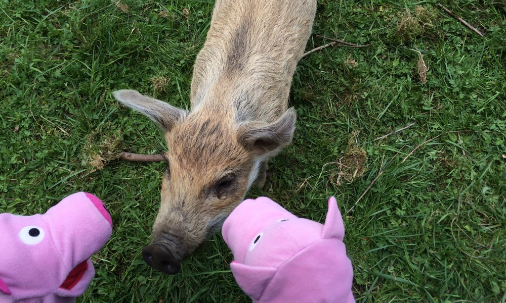 Die anderen sind Polyesterschweine.