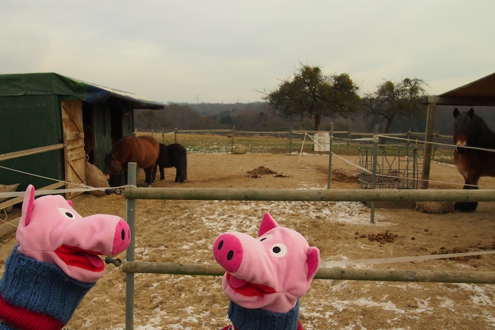 An der Pferdekoppel. Wieso haben die Pferde keine Pullover an?