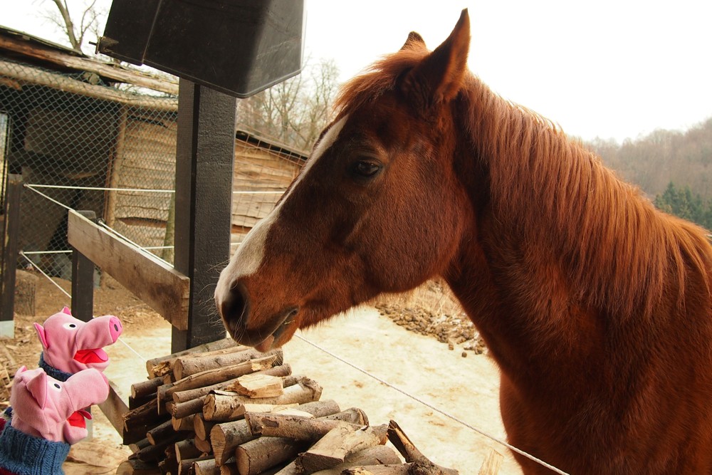 Die Schweine erkundigen sich, ob es dem Pferd auch nicht zu kalt ist.