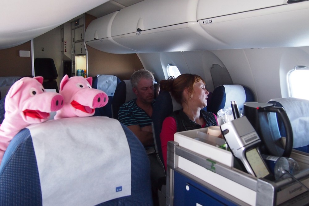 Auf dem Weiterflug: die Schweine bestellen Kartoffelsaft.