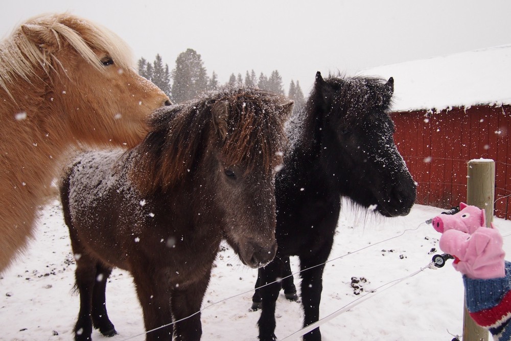 Am ersten Tag lernen die Schweine ein paar Pferde kennen.