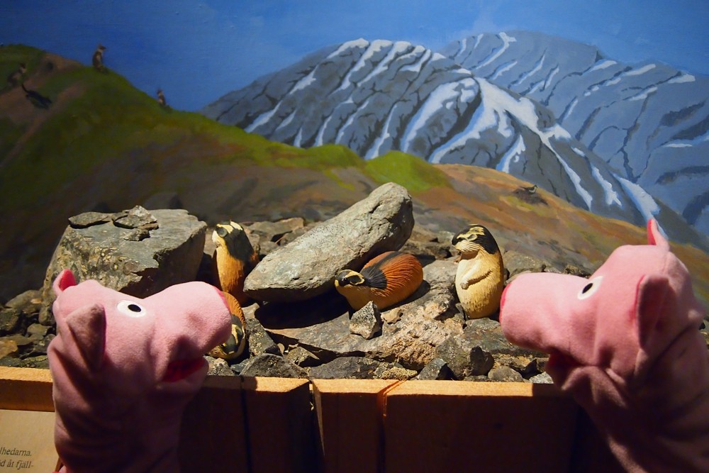 ... über die Landschaft und deren Bewohner.