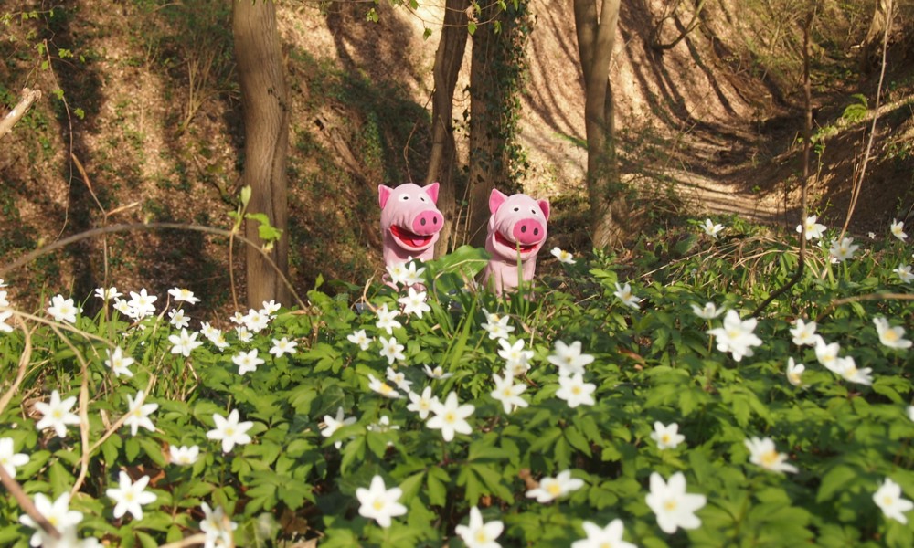 Die Schweine finden die Dekoration ganz ausgezeichnet.