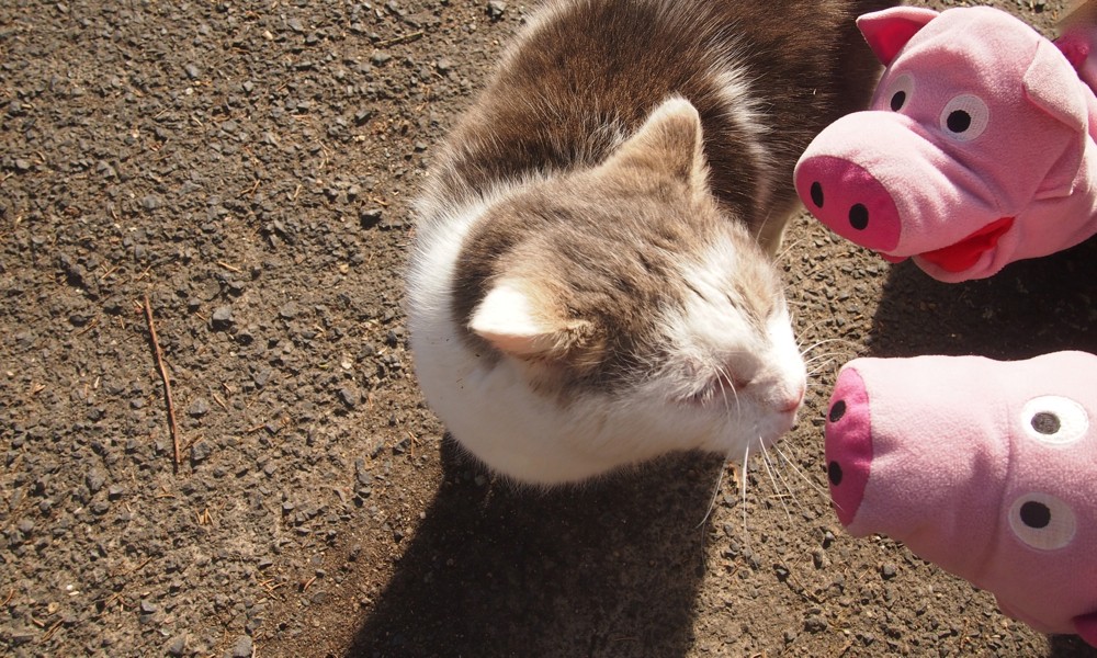 Noch ein Küsschen von Kasimir.