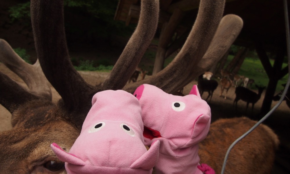 ...dass so a Geweih ganz weich is. 