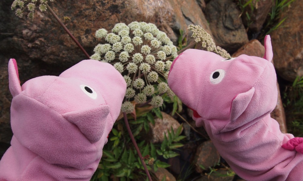Dort wohnten sie auf der Wachholderinsel (Enskär), hier mit Doldengewächs unbekannten Namens.. 