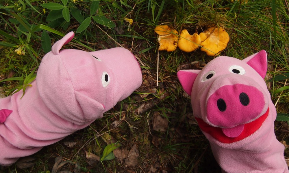 Die Schweine finden Pfifferlinge (diese wurden mit Kartoffeln verspeist).