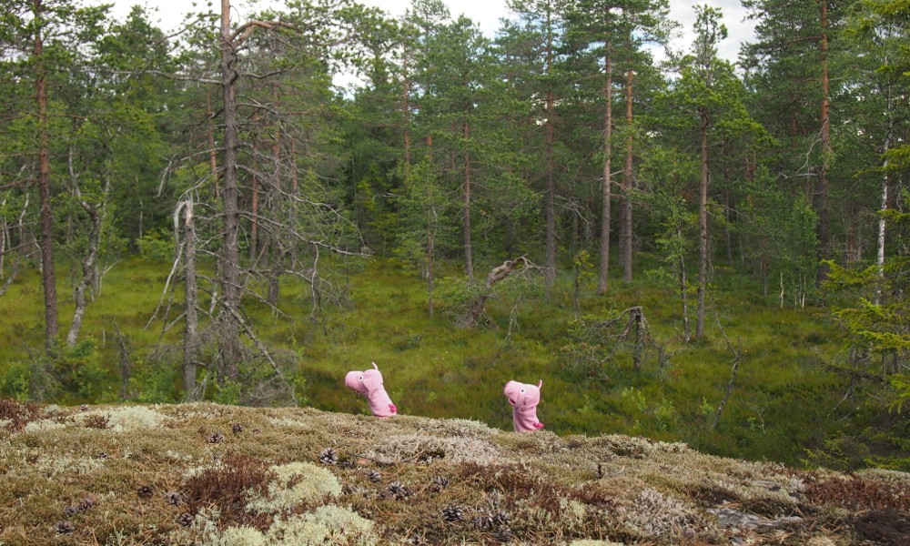 Im Hochmoor unterwegs ...