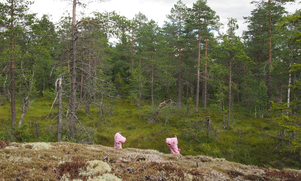 ... nur nicht drängeln. Hier gibt's nichts zu sehen. 