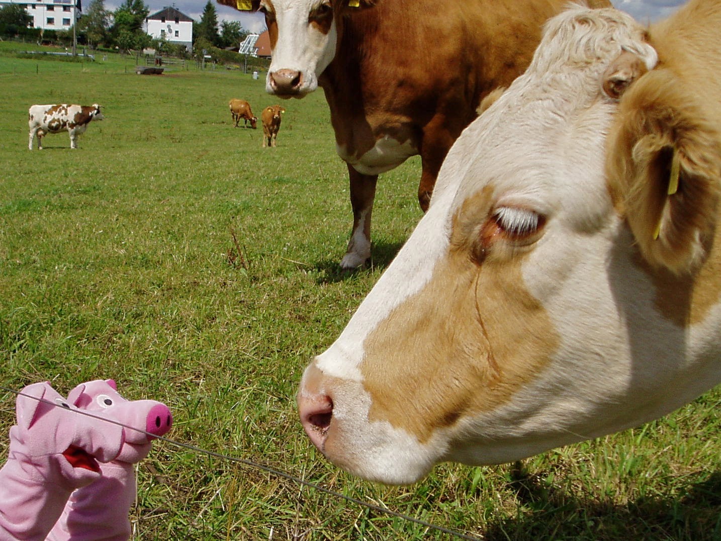 "Am Bauernhof links, und sagt dem Bauern, er soll Streuselkuchen bringen."