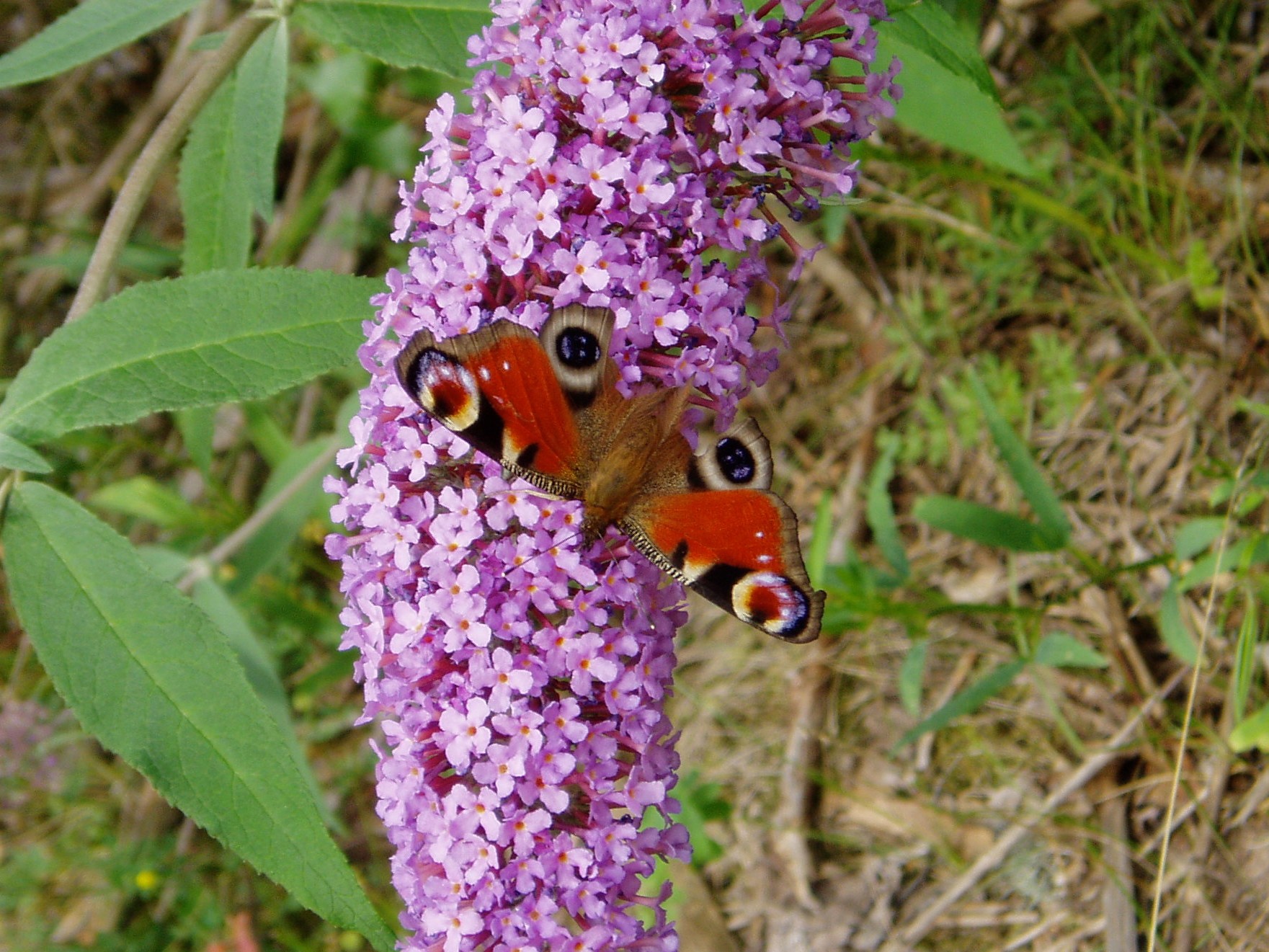 An einem Busch gibt es einen prächtigen Schmetterling zu sehen.