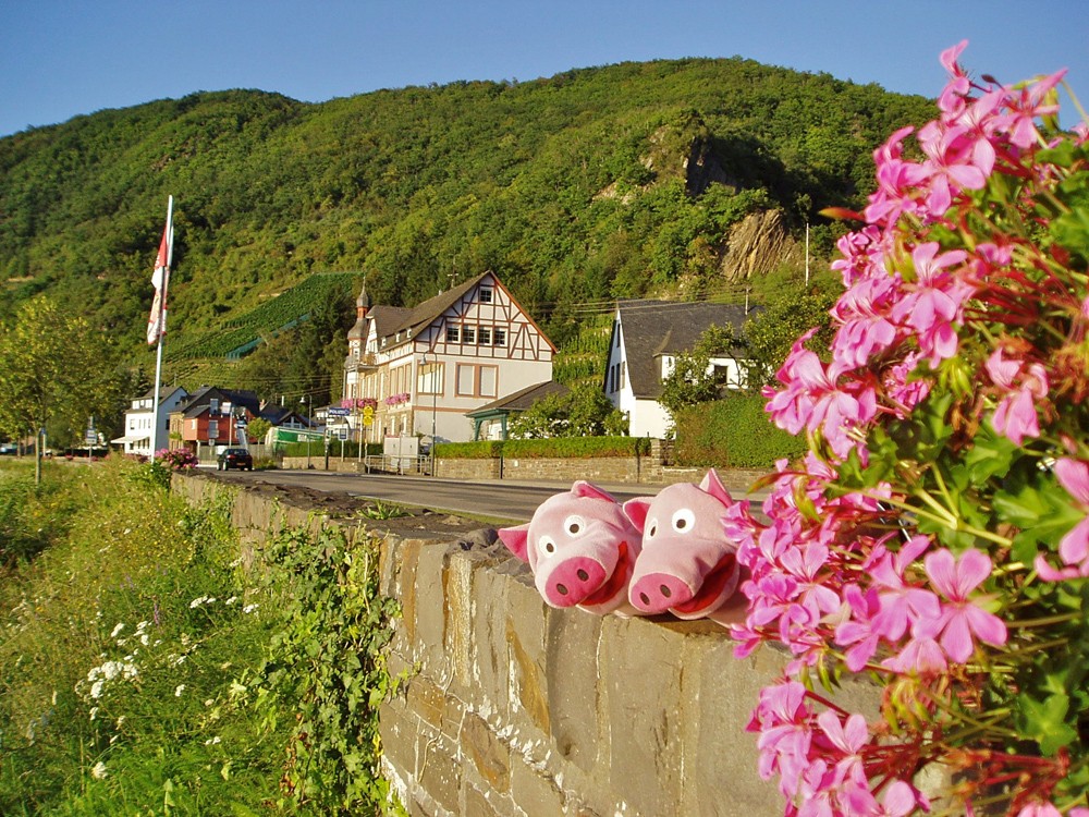 Die Schweine in der Abendsonne in Brodenbach an der Mosel.