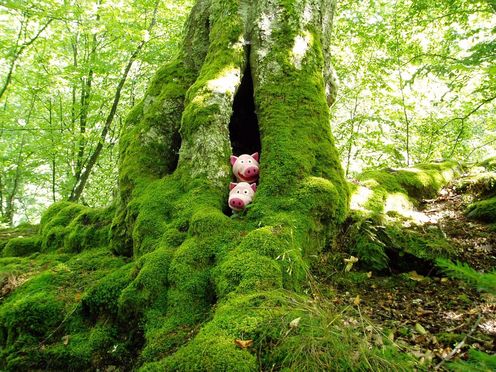 Im Baybachtal: Die Schweine in ihrem neuen Mooshaus.