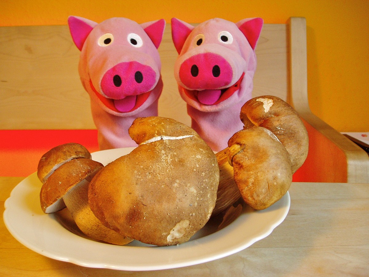 Die Schweine freuen sich über die üppige Steinpilzernte.