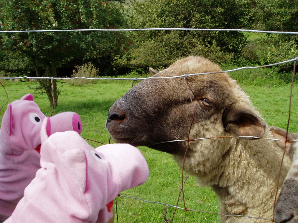 Mit dem anderen Schaf ist ein ernsteres Gespräch möglich.