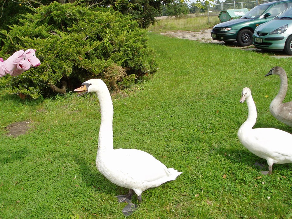 Die Schweine möchten wissen, wieso die Schwäne nur Gras und Algen essen. (Igitt)