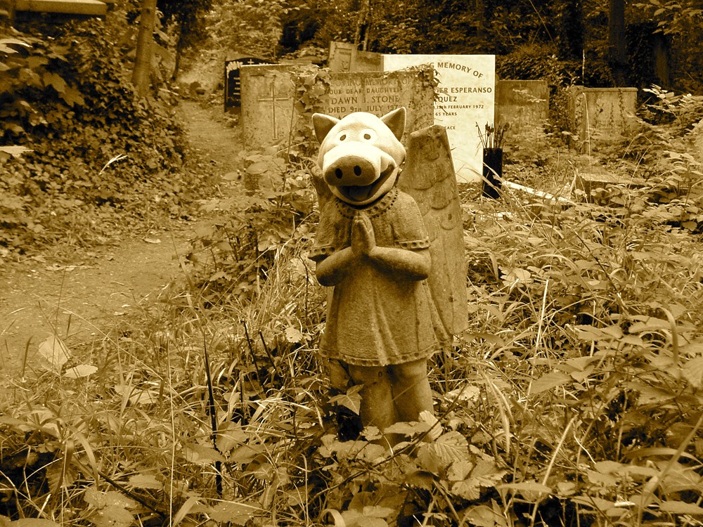 So ein artiges Schwein!