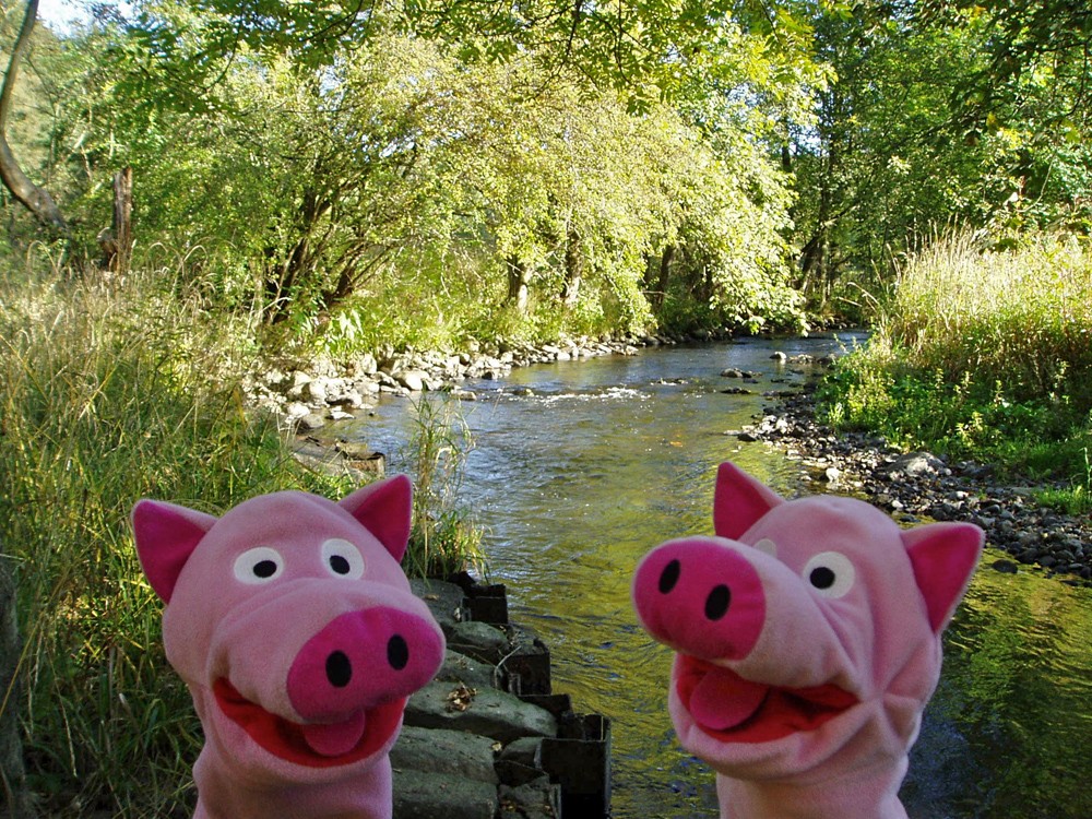 An der Nister haben sich die Schweine erfrischt.