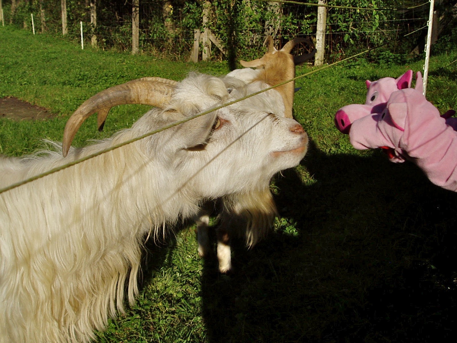 Die Schweine bedanken sich bei der Landbevölkerung für einen schönen Wandertag.
