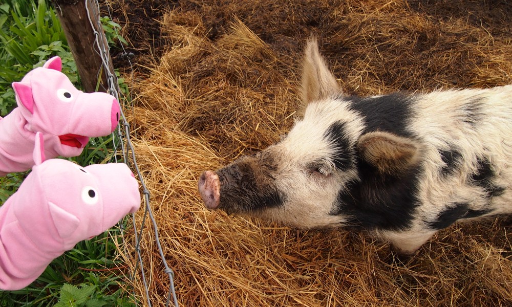 Die Schweine erzählen von ihrer Reise. 