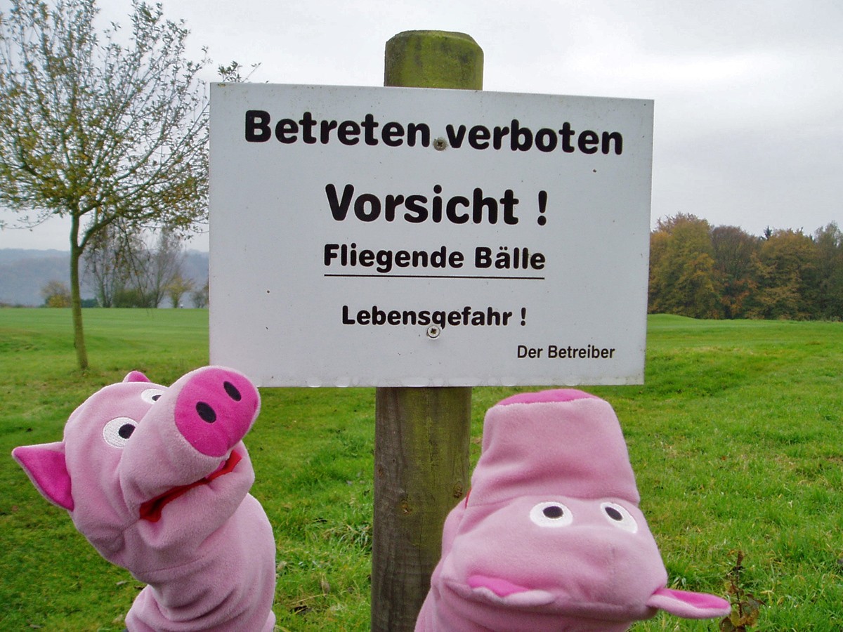 Die Schweine halten Ausschau, sehen aber keine Bälle fliegen.