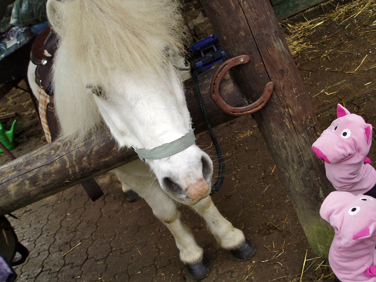 Die Schweine haben einen Schreck bekommen.