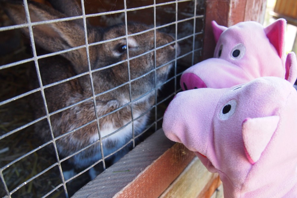Er hat den Hühnern immer die Eier geklaut.