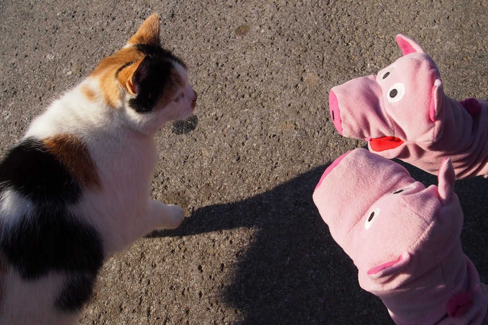 Die Schweine erzählen, dass sie aus Deutz kommen und gerne unterwegs sind.