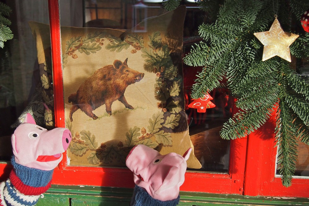 Die Schweine wundern sich über haarige Kollegen.