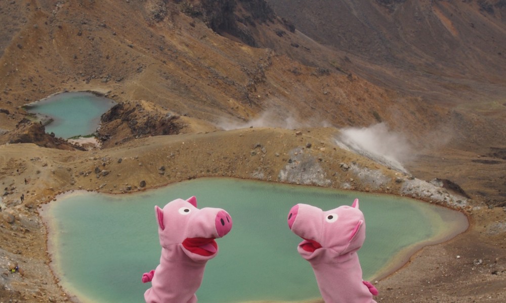 Türkis passt sehr gut zu rosa, finden die Schweine.