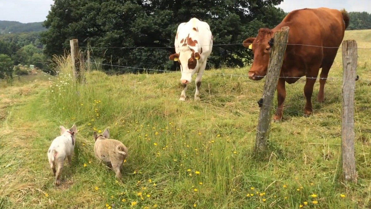Die Schweine jagen Kühe
