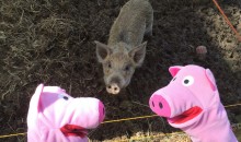 Die Schweine haben immer Hunger. Dauernd könnten sie was essen. 