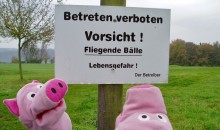 Die Schweine halten Ausschau, sehen aber keine Bälle fliegen.