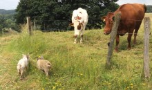 Die Schweine jagen Kühe